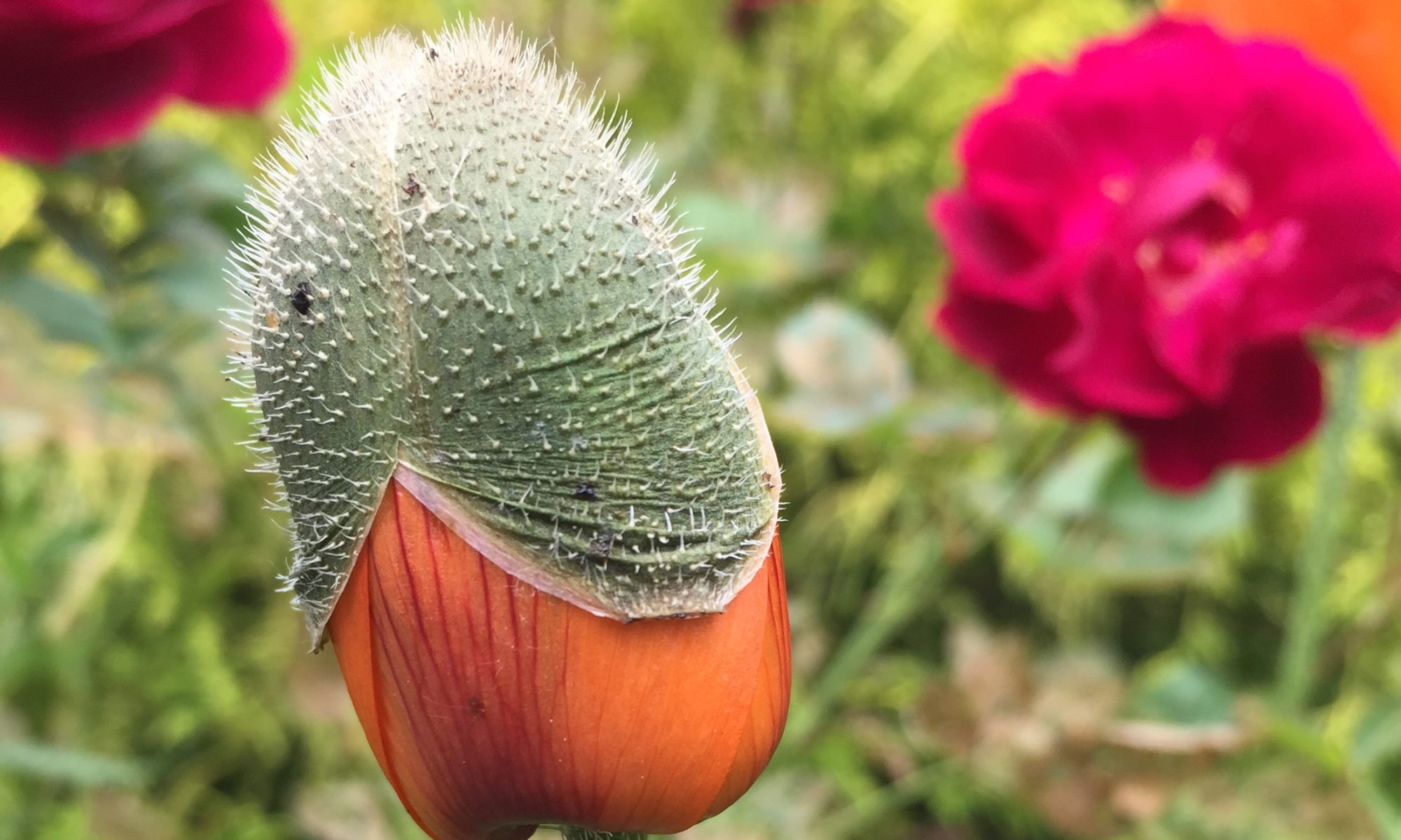 A close up of the flower bud of an orange poppy.